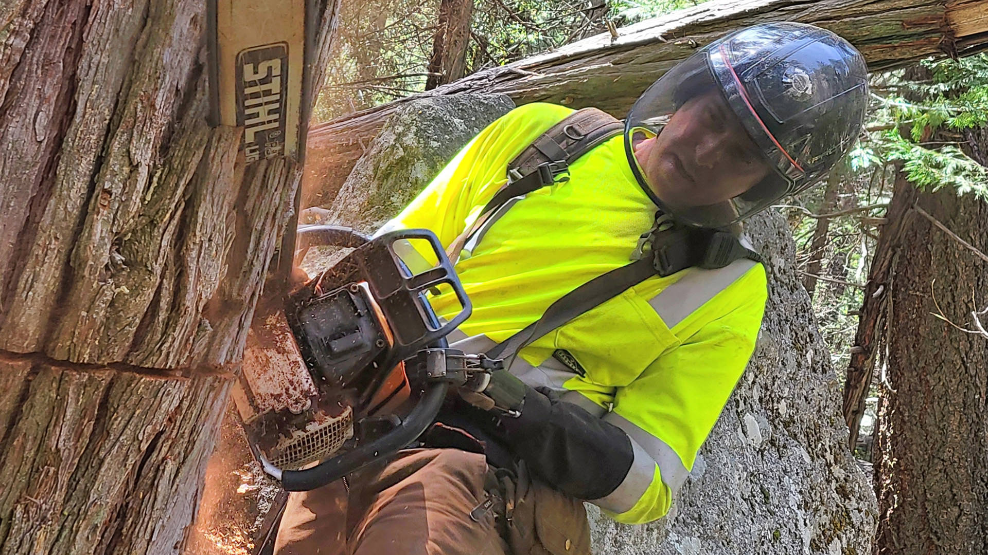 Austin using his chainsaw in the National Park as a professional tree faller.